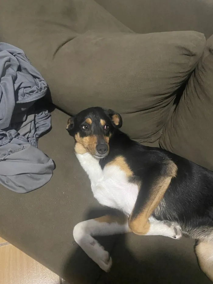 Cachorro raça SRD-ViraLata idade 2 anos nome Margarete