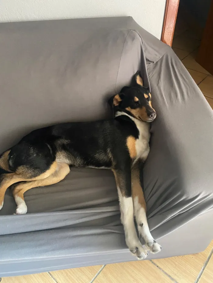 Cachorro raça SRD-ViraLata idade 2 anos nome Margarete
