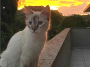 Gato raça SRD-ViraLata idade 1 ano nome Cristal