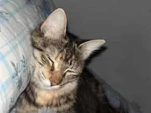 Gato raça SRD-ViraLata idade 1 ano nome Ametista