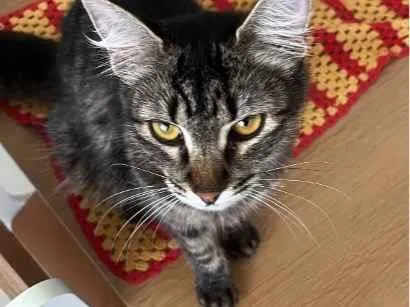Gato raça SRD-ViraLata idade 1 ano nome Jade