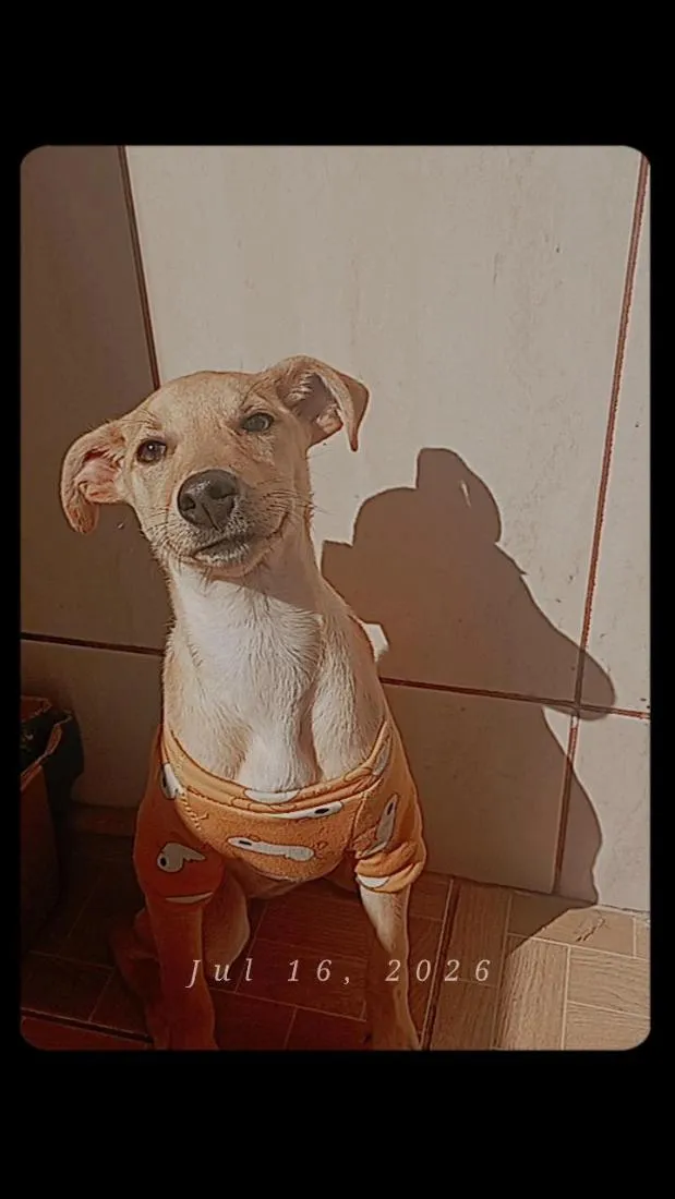 Cachorro raça SRD-ViraLata idade 7 a 11 meses nome Princesa