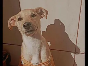 Cachorro raça SRD-ViraLata idade 7 a 11 meses nome Princesa