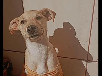 Cachorro raça SRD-ViraLata idade 7 a 11 meses nome Princesa