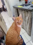 Simba