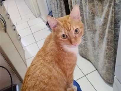 Gato raça SRD-ViraLata idade 2 anos nome Simba