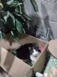 Lua