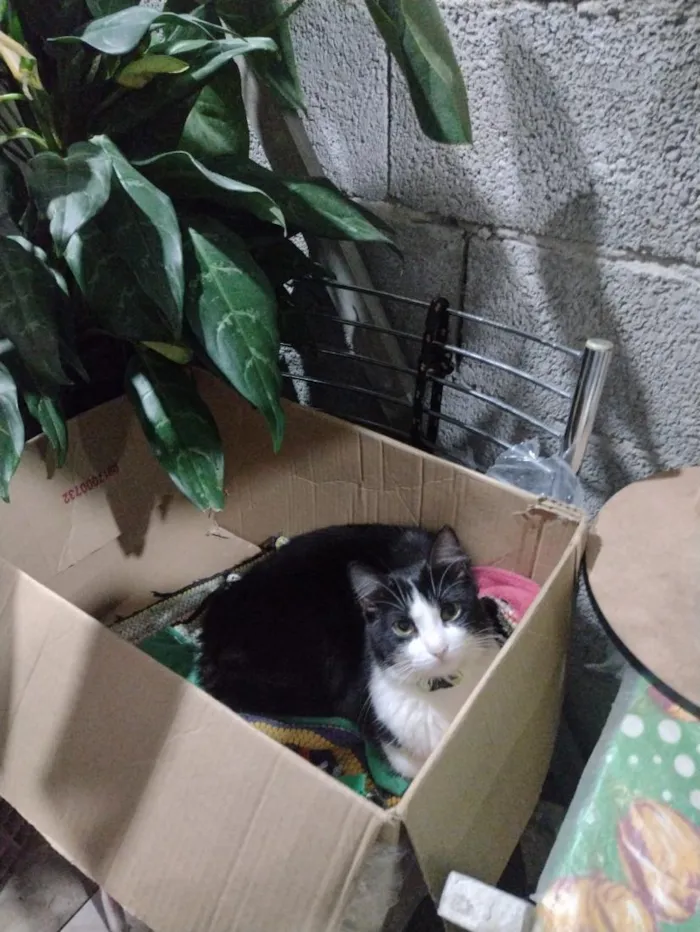 Gato raça SRD-ViraLata idade 2 a 6 meses nome Lua