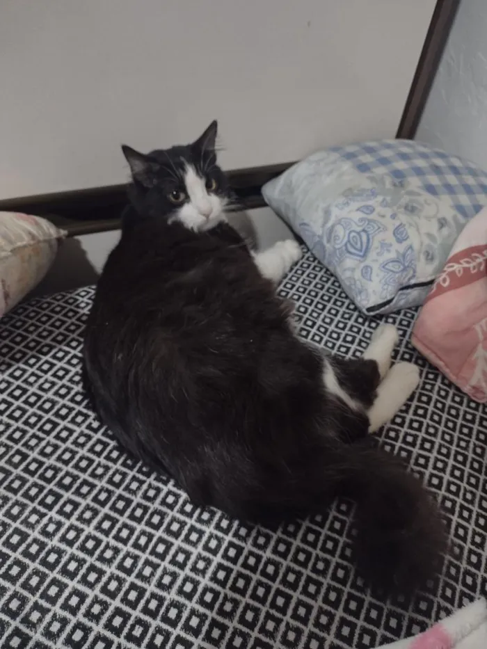 Gato raça SRD-ViraLata idade 2 a 6 meses nome Lua