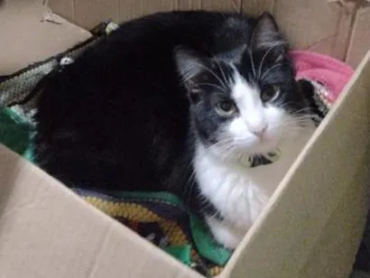Gato raça SRD-ViraLata idade 2 a 6 meses nome Lua