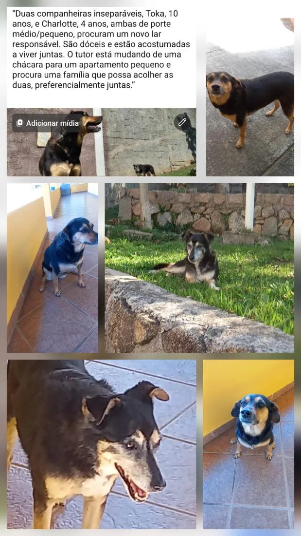 Cachorro raça SRD-ViraLata idade 6 ou mais anos nome Toka e Charlote
