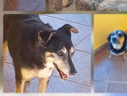 Cachorro raça SRD-ViraLata idade 6 ou mais anos nome Toka e Charlote