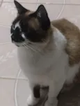 Mingau 
