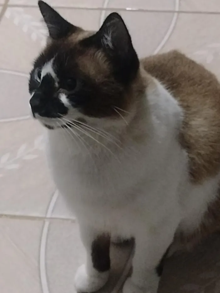 Gato raça SRD-ViraLata idade 1 ano nome Mingau 