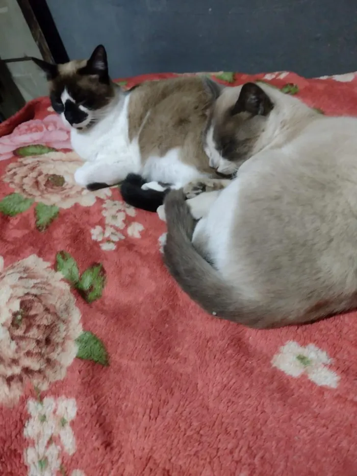 Gato raça SRD-ViraLata idade 1 ano nome Mingau 
