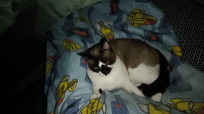 Gato raça SRD-ViraLata idade 1 ano nome Mingau 