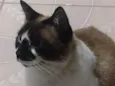 Mingau 