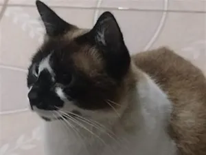 Gato raça SRD-ViraLata idade 1 ano nome Mingau 