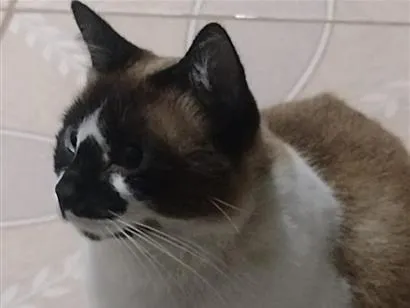 Gato raça SRD-ViraLata idade 1 ano nome Mingau 