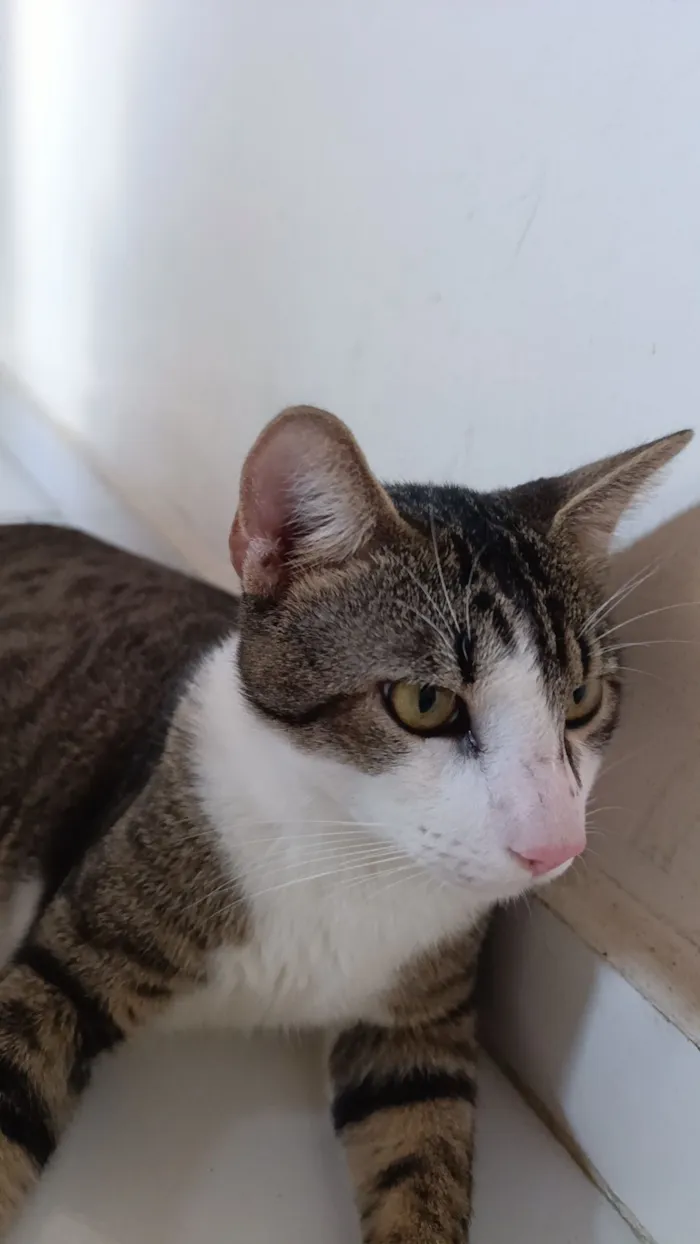 Gato raça SRD-ViraLata idade 7 a 11 meses nome Gustavo 