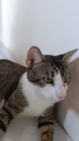 Gustavo