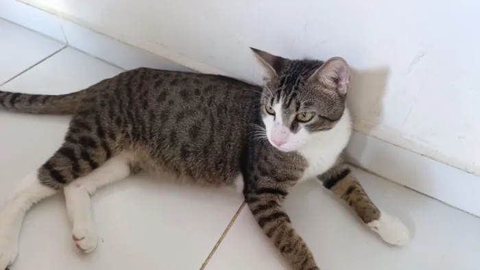 Gato raça SRD-ViraLata idade 7 a 11 meses nome Gustavo 