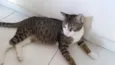 Gustavo