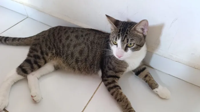 Gato raça SRD-ViraLata idade 7 a 11 meses nome Gustavo 