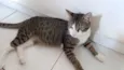 Gustavo