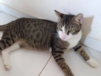 Gato raça SRD-ViraLata idade 7 a 11 meses nome Gustavo 