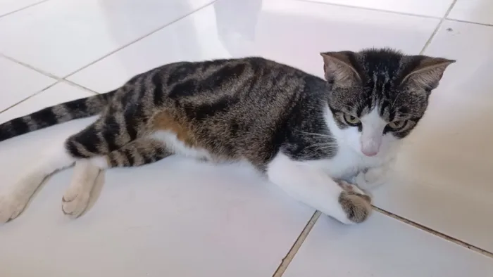 Gato raça SRD-ViraLata idade 7 a 11 meses nome Pérola 