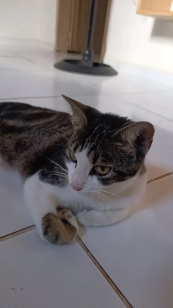 Gato raça SRD-ViraLata idade 7 a 11 meses nome Pérola 
