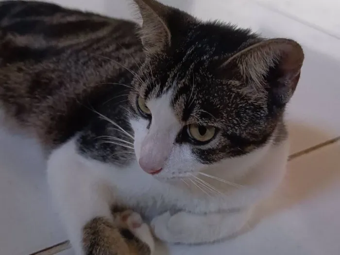 Gato raça SRD-ViraLata idade 7 a 11 meses nome Pérola 