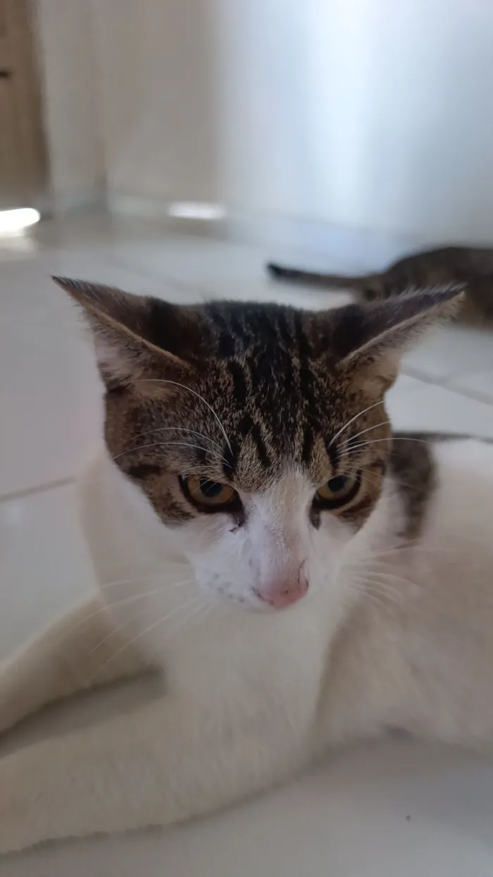 Gato raça SRD-ViraLata idade 2 a 6 meses nome Zé Felipe 