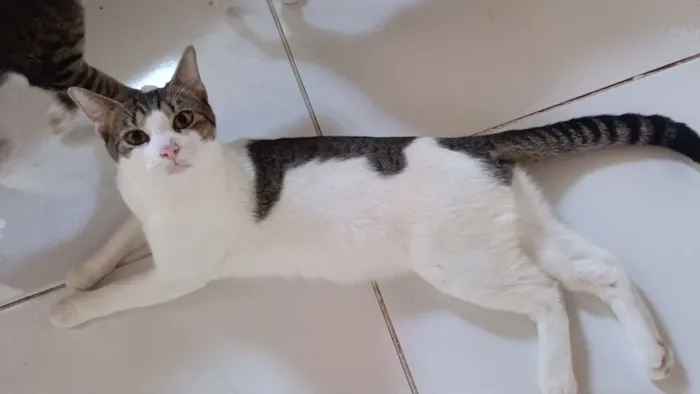Gato raça SRD-ViraLata idade 2 a 6 meses nome Zé Felipe 