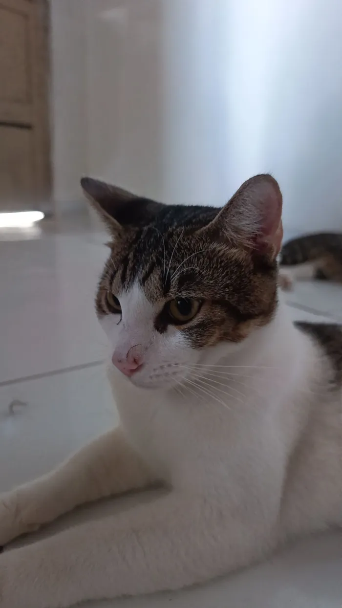Gato raça SRD-ViraLata idade 2 a 6 meses nome Zé Felipe 
