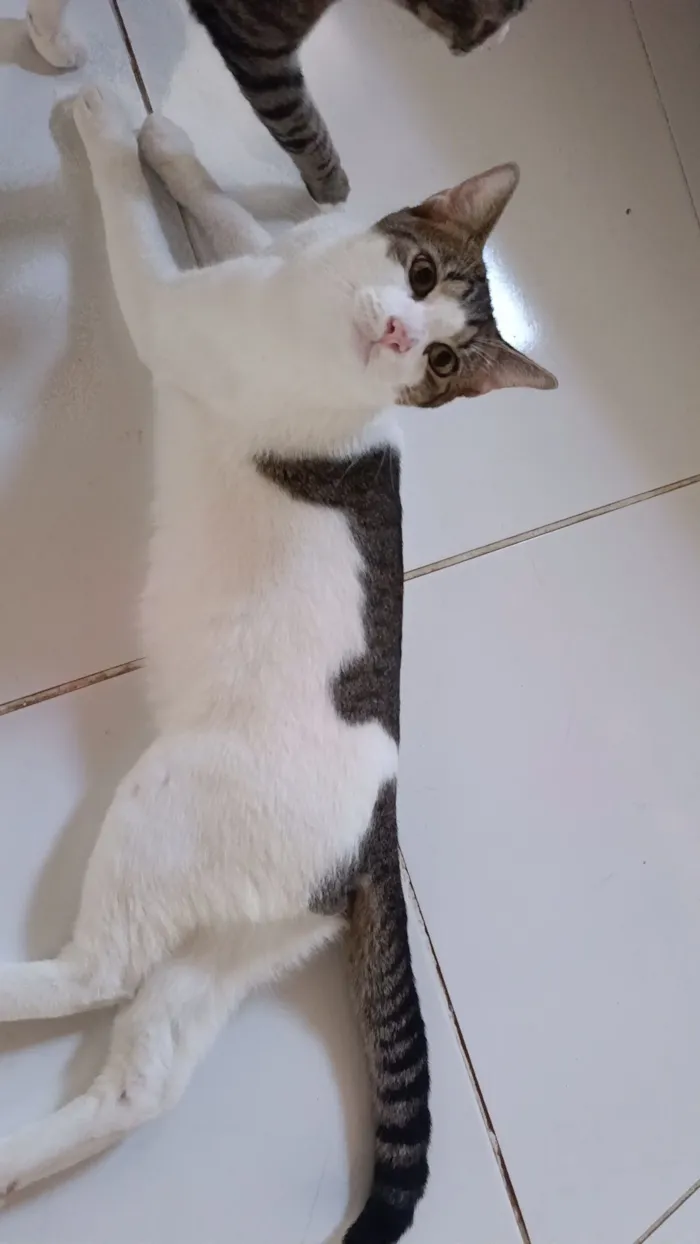 Gato raça SRD-ViraLata idade 2 a 6 meses nome Zé Felipe 