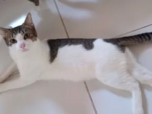 Gato raça SRD-ViraLata idade 2 a 6 meses nome Zé Felipe 