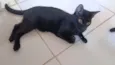 bagheera 