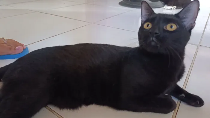 Gato raça SRD-ViraLata idade 2 a 6 meses nome bagheera 