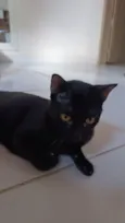 bagheera 