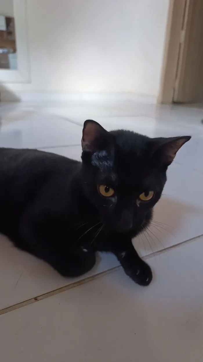Gato raça SRD-ViraLata idade 2 a 6 meses nome bagheera 