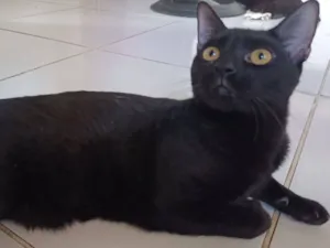 Gato raça SRD-ViraLata idade 2 a 6 meses nome bagheera 