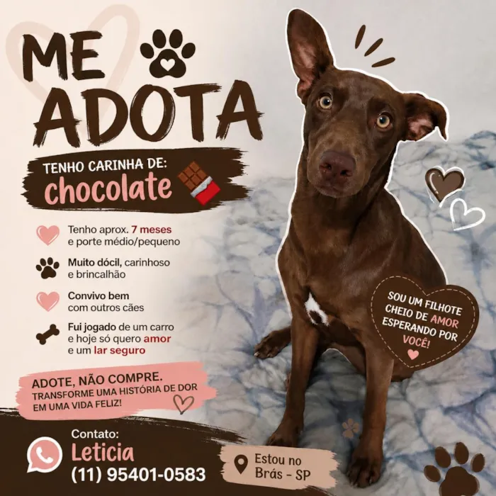 Cachorro raça SRD-ViraLata idade 7 a 11 meses nome Marrom