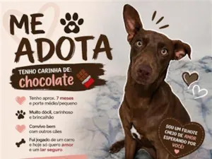 Cachorro raça SRD-ViraLata idade 7 a 11 meses nome Marrom