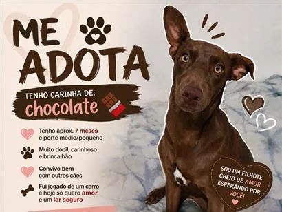 Cachorro raça SRD-ViraLata idade 7 a 11 meses nome Marrom
