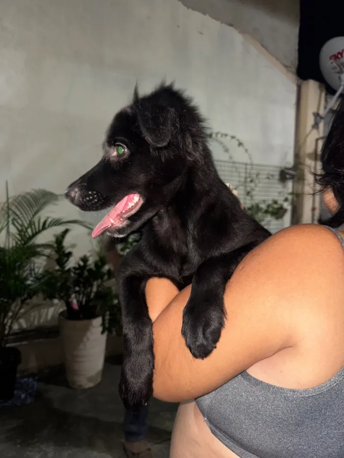 Cachorro raça SRD-ViraLata idade 2 a 6 meses nome Vini Jr