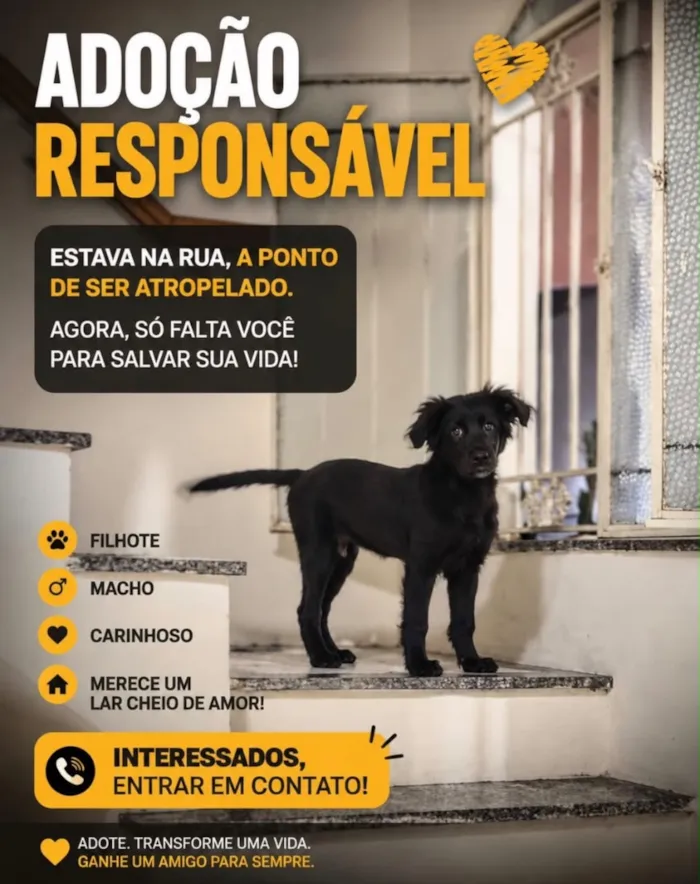 Cachorro raça SRD-ViraLata idade 2 a 6 meses nome Vini Jr
