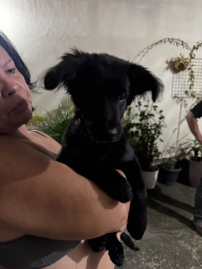 Cachorro raça SRD-ViraLata idade 2 a 6 meses nome Vini Jr