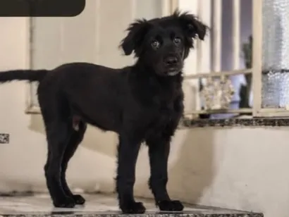 Cachorro raça SRD-ViraLata idade 2 a 6 meses nome Vini Jr